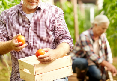 Elderly farmer holding tomatoes with wife knelt down in background